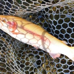 ミノーイングが楽しいフィッシングパーク高島の泉